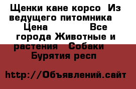 Щенки кане корсо! Из ведущего питомника! › Цена ­ 60 000 - Все города Животные и растения » Собаки   . Бурятия респ.